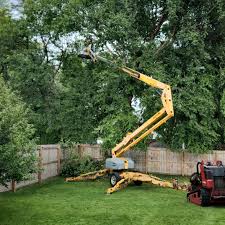 Best Tree Disease Treatment  in Westville, IN