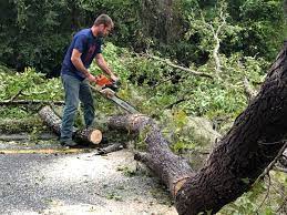 Best Emergency Tree Removal  in Westville, IN