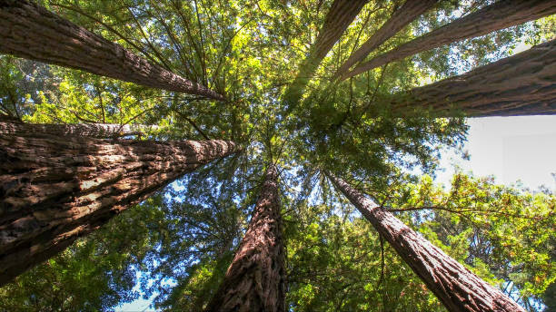 Best Commercial Tree Services  in Westville, IN