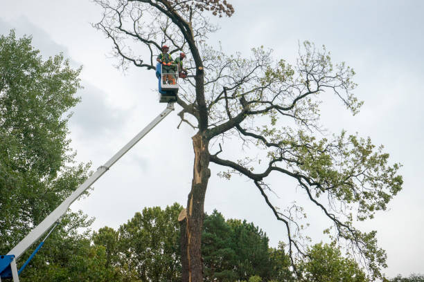 Seasonal Cleanup (Spring/Fall) in Westville, IN