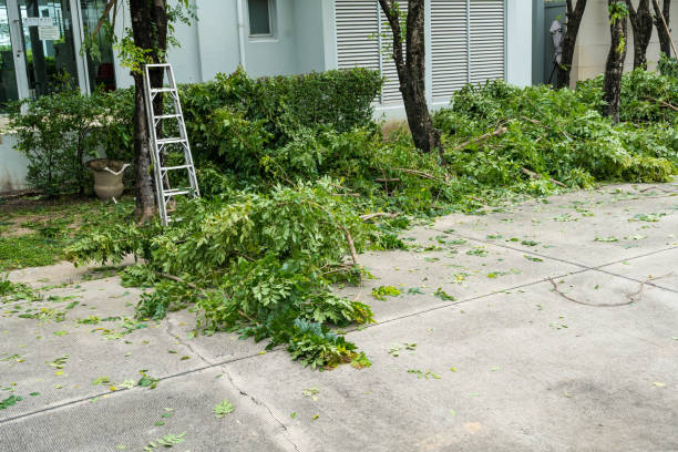 Best Tree Maintenance Programs  in Westville, IN