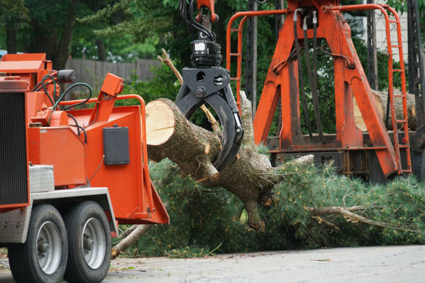 Best Lawn Drainage Solutions  in Westville, IN