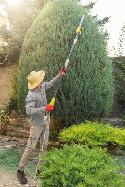 Best Tree Preservation Services  in Westville, IN