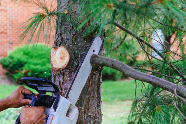 How Our Tree Care Process Works  in  Westville, IN